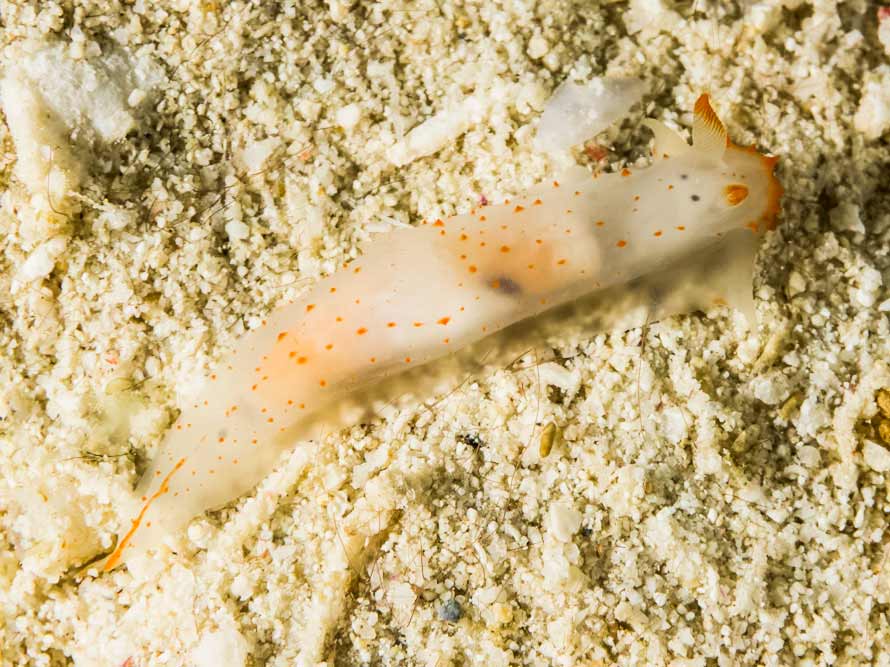 Gymnodoris sp 54